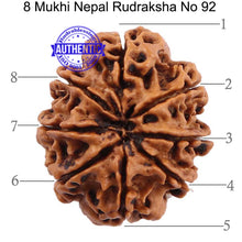 Load image into Gallery viewer, 8 Mukhi Nepalese Rudraksha - Bead No. 92