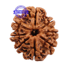 Load image into Gallery viewer, 8 Mukhi Nepalese Rudraksha - Bead No. 92
