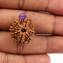 Load image into Gallery viewer, 8 Mukhi Nepalese Rudraksha - Bead No. 92