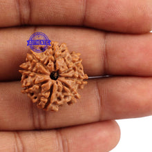 Load image into Gallery viewer, 8 Mukhi Nepalese Rudraksha - Bead No. 93