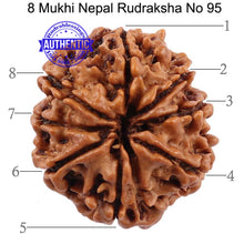 Load image into Gallery viewer, 8 Mukhi Nepalese Rudraksha - Bead No. 95
