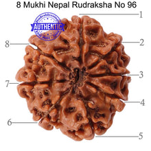 Load image into Gallery viewer, 8 Mukhi Nepalese Rudraksha - Bead No. 96