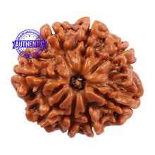 Load image into Gallery viewer, 8 Mukhi Nepalese Rudraksha - Bead No. 96