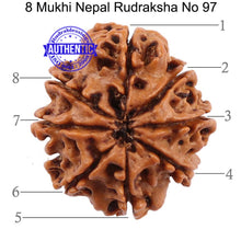 Load image into Gallery viewer, 8 Mukhi Nepalese Rudraksha - Bead No. 97