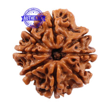 Load image into Gallery viewer, 8 Mukhi Nepalese Rudraksha - Bead No. 97