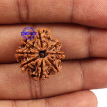 Load image into Gallery viewer, 8 Mukhi Nepalese Rudraksha - Bead No. 97