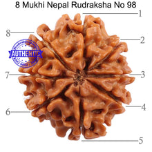 Load image into Gallery viewer, 8 Mukhi Nepalese Rudraksha - Bead No. 98