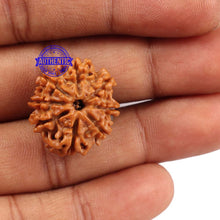Load image into Gallery viewer, 8 Mukhi Nepalese Rudraksha - Bead No. 98