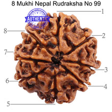 Load image into Gallery viewer, 8 Mukhi Nepalese Rudraksha - Bead No. 99