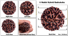 Load image into Gallery viewer, 8 Mukhi Hybrid Rudraksha - Bead No. 11