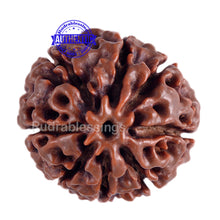 Load image into Gallery viewer, 8 Mukhi Hybrid Rudraksha - Bead No. 12
