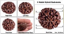 Load image into Gallery viewer, 8 Mukhi Hybrid Rudraksha - Bead No. 12