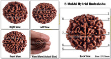 Load image into Gallery viewer, 8 Mukhi Hybrid Rudraksha - Bead No. 13