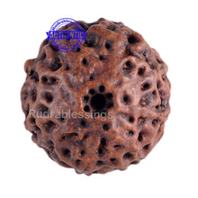 Load image into Gallery viewer, 8 Mukhi Hybrid Rudraksha - Bead No. 14