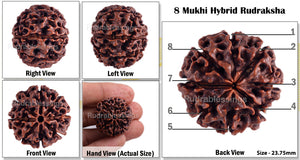 8 Mukhi Hybrid Rudraksha - Bead No. 15