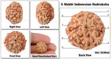 Load image into Gallery viewer, 8 Mukhi Rudraksha from Indonesia - Bead No. 28