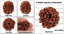Load image into Gallery viewer, 8 Mukhi Nepalese Rudraksha - Bead No. 30