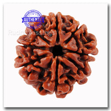 Load image into Gallery viewer, 8 Mukhi Nepalese Rudraksha - Bead No. 30