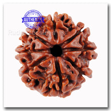 Load image into Gallery viewer, 8 Mukhi Nepalese Rudraksha - Bead No. 31