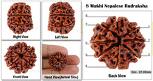 Load image into Gallery viewer, 8 Mukhi Nepalese Rudraksha - Bead No. 32