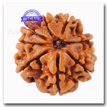 Load image into Gallery viewer, 8 Mukhi Nepalese Rudraksha - Bead No. 38