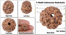 Load image into Gallery viewer, 8 Mukhi Indonesian Rudraksha - Bead No. 39