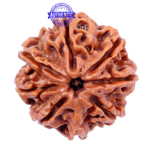 Load image into Gallery viewer, 8 Mukhi Nepalese Rudraksha - Bead No. 39