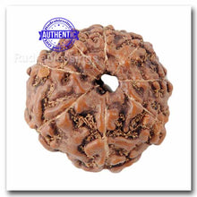 Load image into Gallery viewer, 8 Mukhi Rudraksha from Indonesia - Bead No. 40