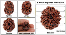 Load image into Gallery viewer, 8 Mukhi Nepalese Rudraksha - Bead No. 41