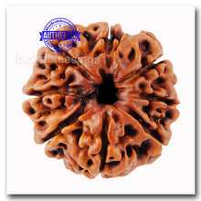 Load image into Gallery viewer, 8 Mukhi Nepalese Rudraksha - Bead No. 43