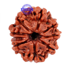 Load image into Gallery viewer, 8 Mukhi Nepalese Rudraksha - Bead No. 43