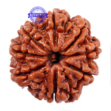 Load image into Gallery viewer, 8 Mukhi Nepalese Rudraksha - Bead No. 45