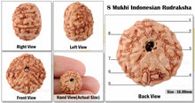 Load image into Gallery viewer, 8 Mukhi Indonesian Rudraksha - Bead No. 47