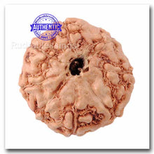 Load image into Gallery viewer, 8 Mukhi Indonesian Rudraksha - Bead No. 47