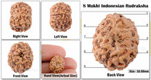 Load image into Gallery viewer, 8 Mukhi Indonesian Rudraksha - Bead No. 48