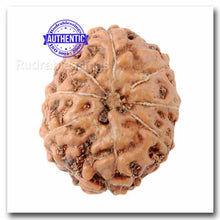 Load image into Gallery viewer, 8 Mukhi Indonesian Rudraksha - Bead No. 48