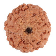 Load image into Gallery viewer, 8 Mukhi Rudraksha from Indonesia - Bead No. 70