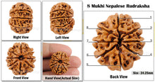 Load image into Gallery viewer, 8 Mukhi Nepalese Rudraksha - Bead No. 73