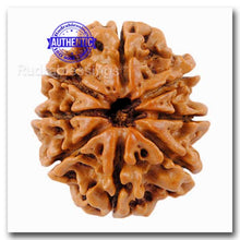 Load image into Gallery viewer, 8 Mukhi Nepalese Rudraksha - Bead No. 73