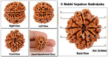 Load image into Gallery viewer, 8 Mukhi Nepalese Rudraksha - Bead No. 74