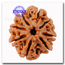 Load image into Gallery viewer, 8 Mukhi Nepalese Rudraksha - Bead No. 74