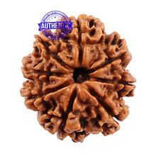 Load image into Gallery viewer, 8 Mukhi Nepalese Rudraksha - Bead No. 89