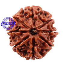 Load image into Gallery viewer, 8 Mukhi Nepalese Rudraksha - Bead No. 91