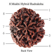 Load image into Gallery viewer, 8 Mukhi Hybrid Rudraksha - Bead No. 15