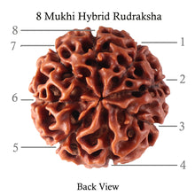 Load image into Gallery viewer, 8 Mukhi Hybrid Rudraksha - Bead No. 16