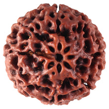 Load image into Gallery viewer, 8 Mukhi Hybrid Rudraksha - Bead No. 18