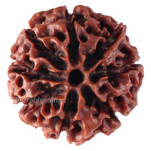 Load image into Gallery viewer, 8 Mukhi Hybrid Rudraksha - Bead No. 18