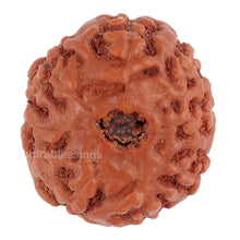 Load image into Gallery viewer, 8 Mukhi Rudraksha from Indonesia - Bead No. 101