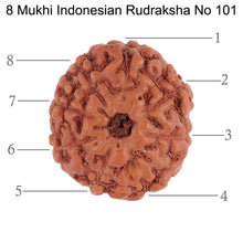 Load image into Gallery viewer, 8 Mukhi Rudraksha from Indonesia - Bead No. 101
