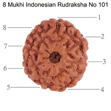 Load image into Gallery viewer, 8 Mukhi Rudraksha from Indonesia - Bead No. 101